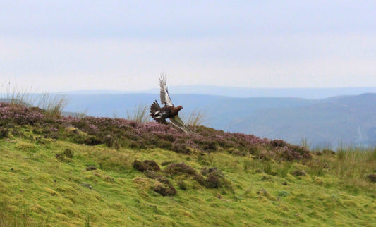 Royal Berkshire Sporting Agency- Focus on Grouse